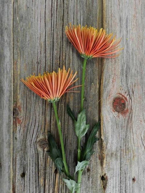 TIERRA SPIDER BRONZE DISBUD/MUM